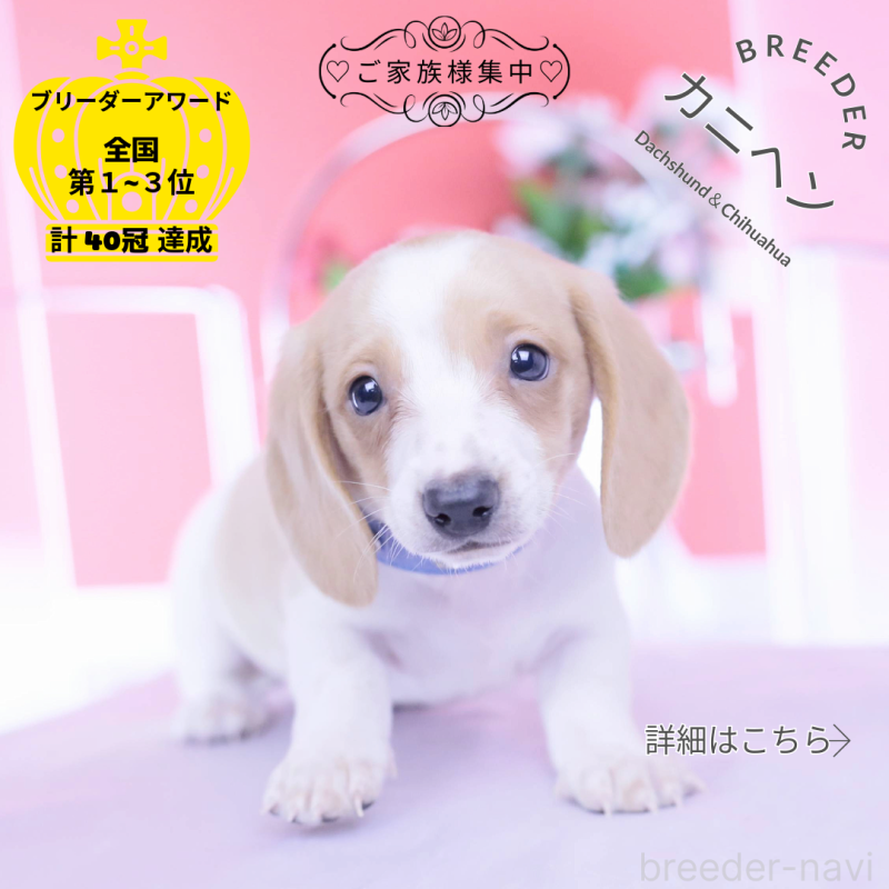 販売中の愛知県のカニンヘンダックスフンド(スムースヘアード)-432051