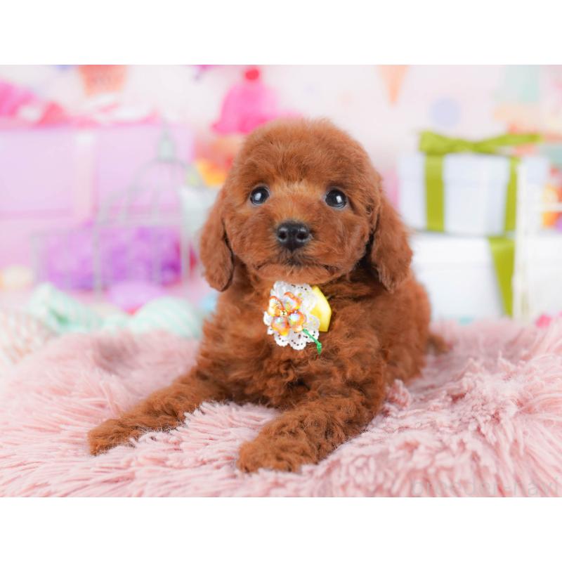 販売中の千葉県のトイプードル-434666の1枚目