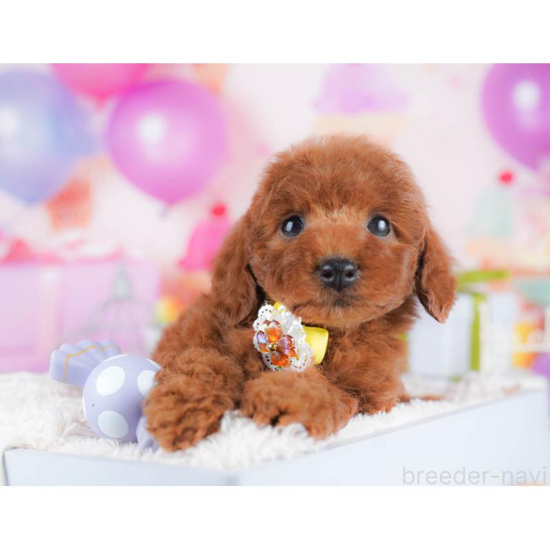 販売中の千葉県のトイプードル-434666の10枚目