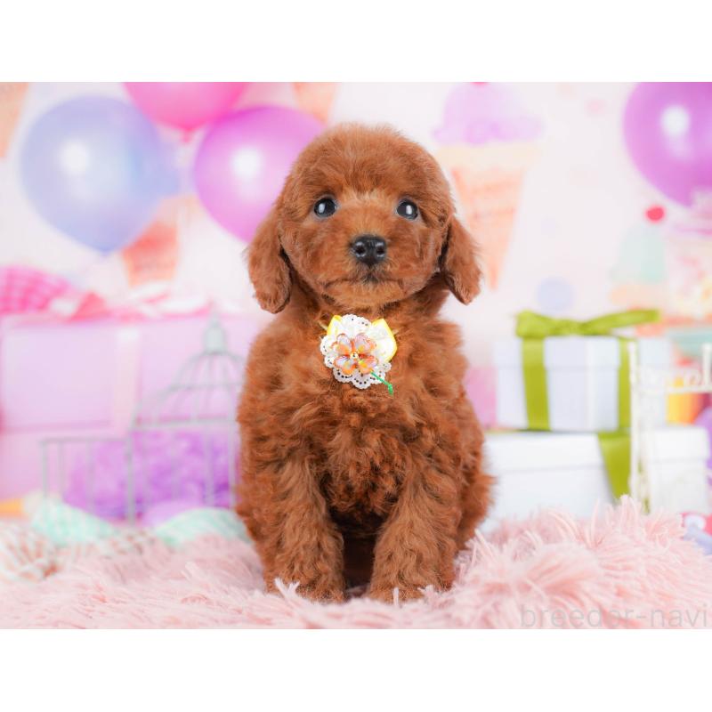 販売中の千葉県のトイプードル-434666の9枚目