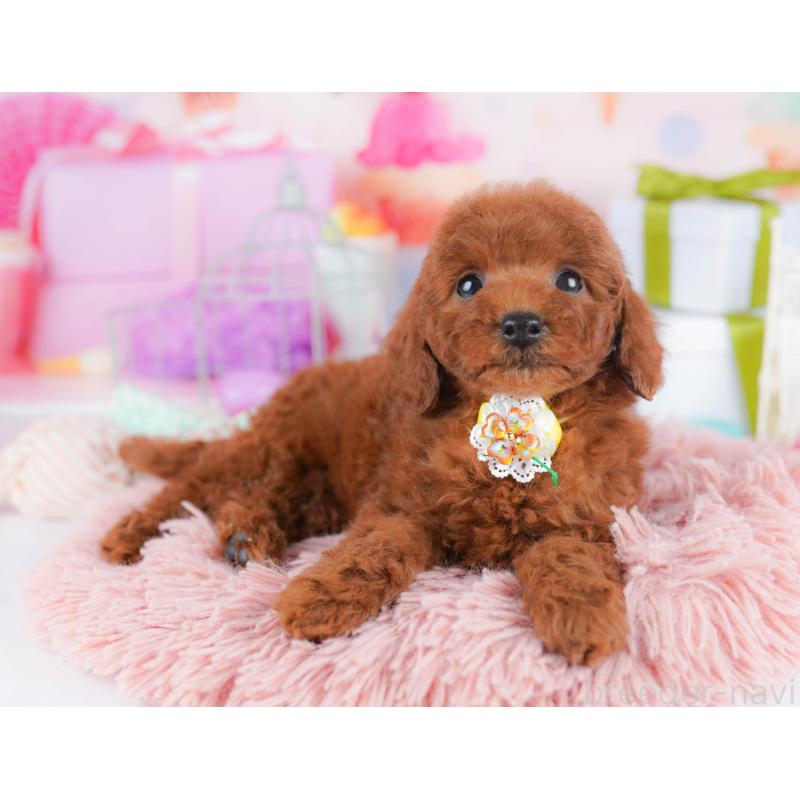 販売中の千葉県のトイプードル-434666の7枚目