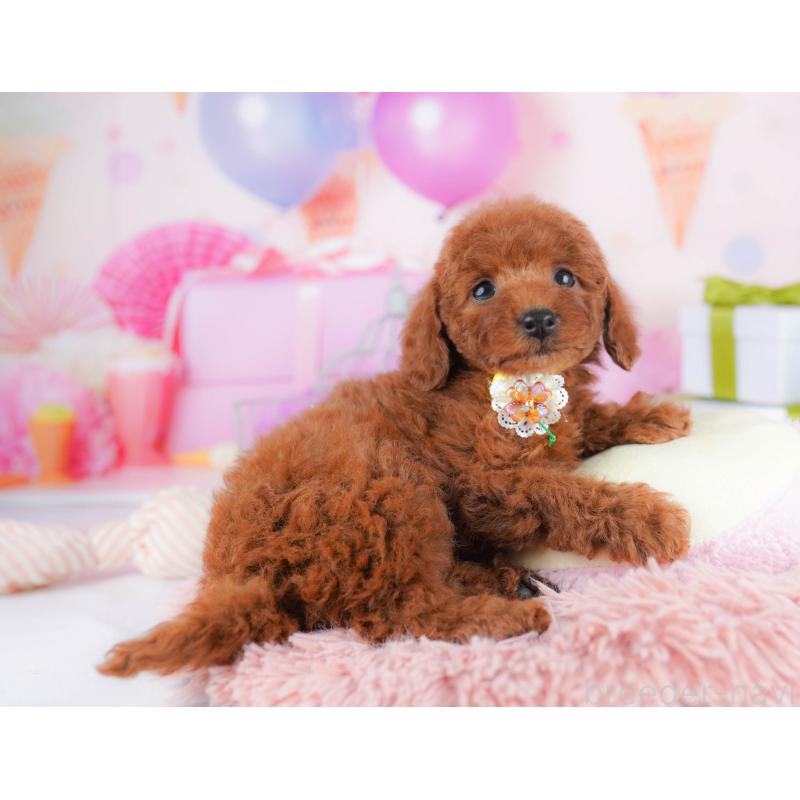 販売中の千葉県のトイプードル-434666の5枚目