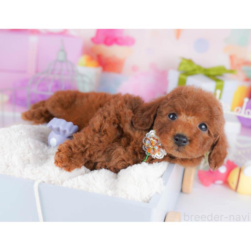 販売中の千葉県のトイプードル-434666の4枚目