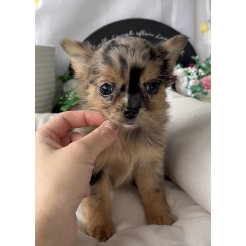 商談中の福岡県のチワワ(ロングコート)-432589の8枚目