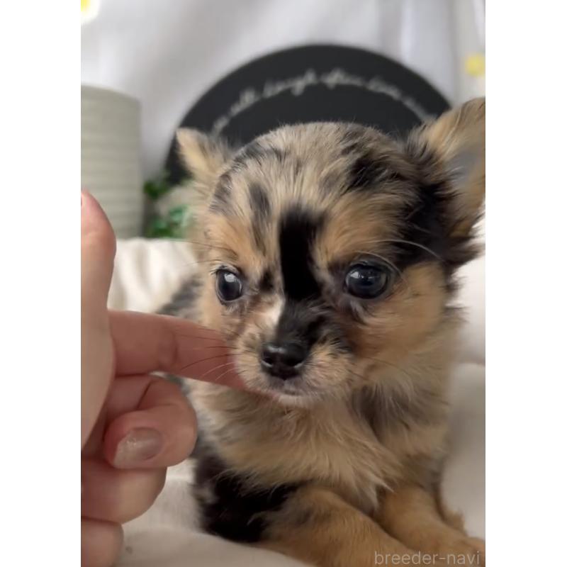 商談中の福岡県のチワワ(ロングコート)-432589の7枚目