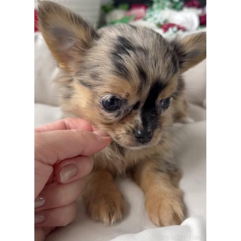 商談中の福岡県のチワワ(ロングコート)-432589の6枚目