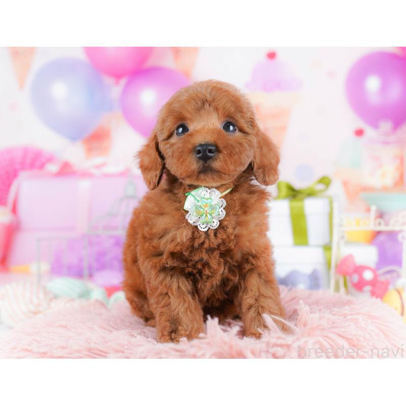 販売中の千葉県のトイプードル-434667