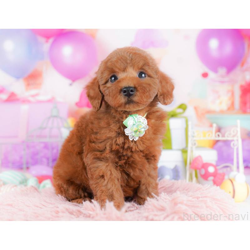 販売中の千葉県のトイプードル-434667の11枚目