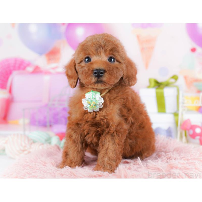 販売中の千葉県のトイプードル-434667の10枚目