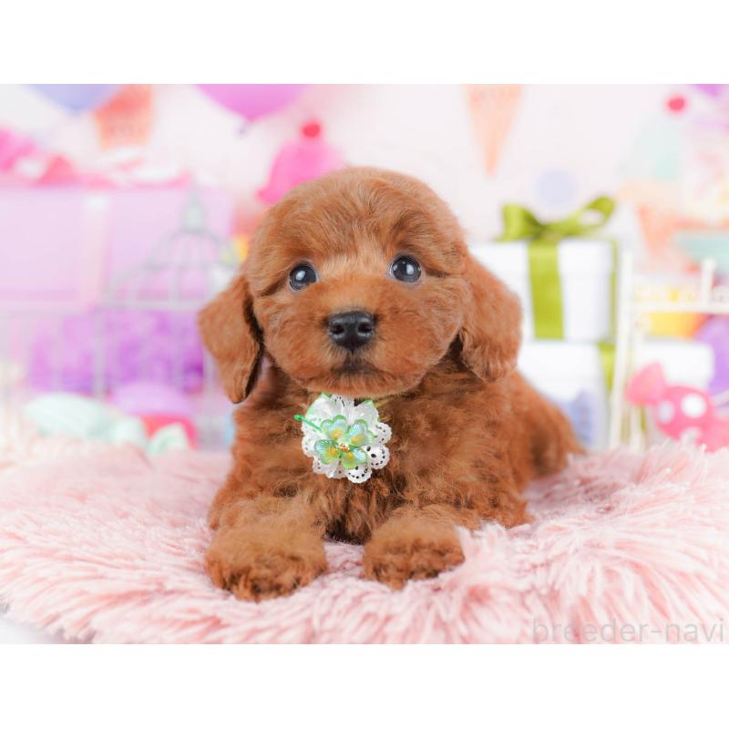 販売中の千葉県のトイプードル-434667の9枚目