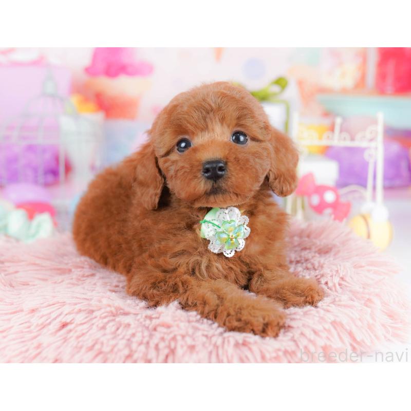 販売中の千葉県のトイプードル-434667の8枚目