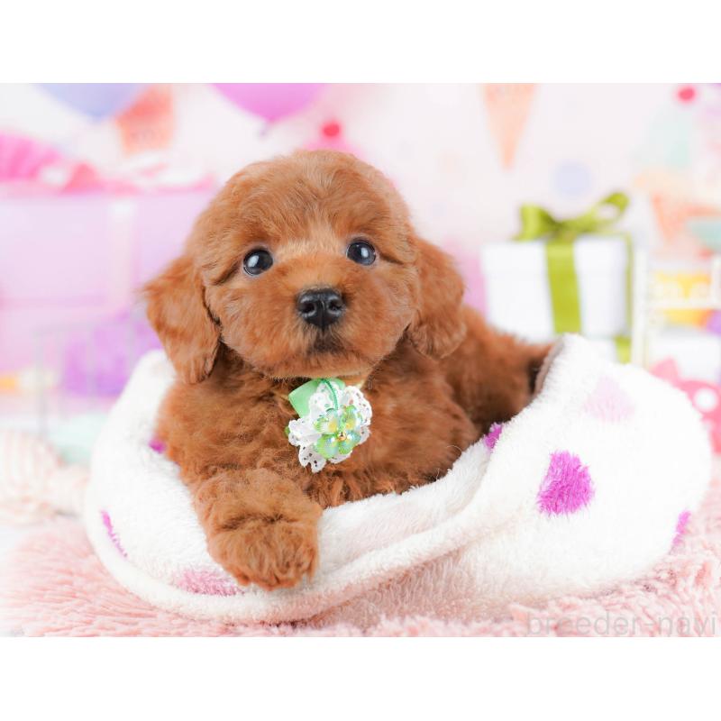 販売中の千葉県のトイプードル-434667の7枚目