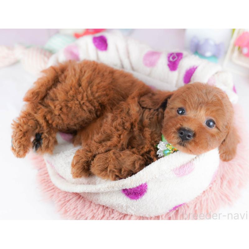 販売中の千葉県のトイプードル-434667の6枚目