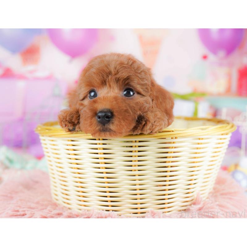 販売中の千葉県のトイプードル-434667の5枚目