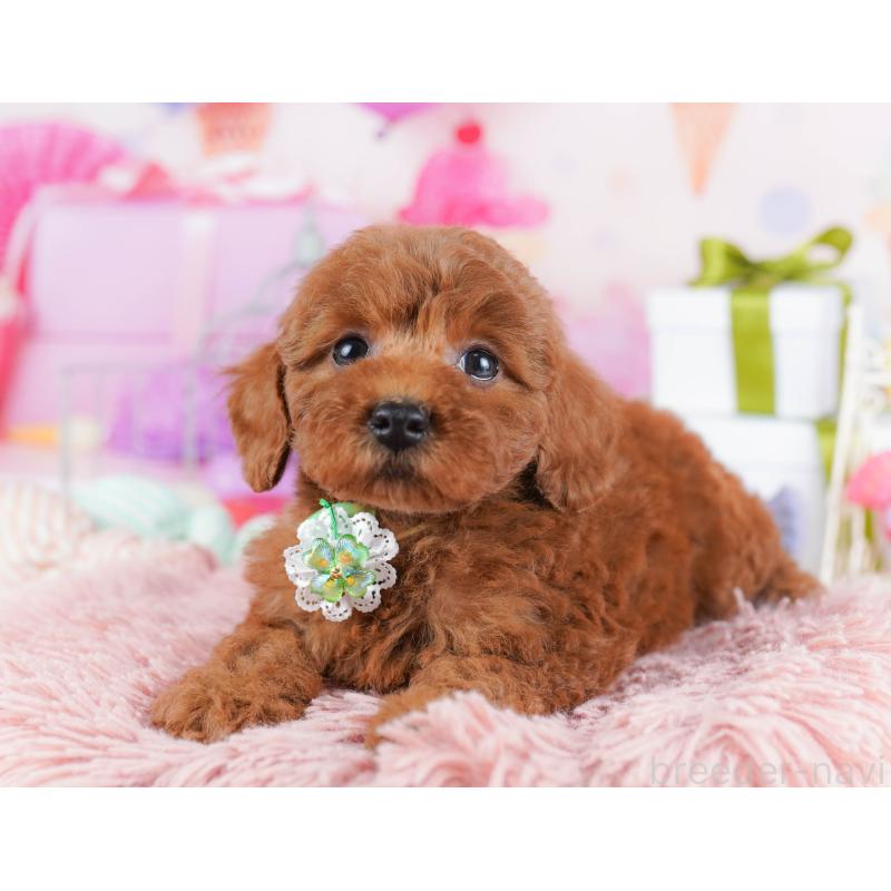 販売中の千葉県のトイプードル-434667の4枚目