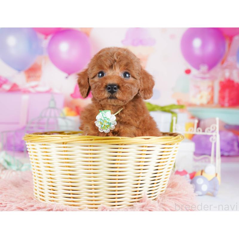 販売中の千葉県のトイプードル-434667の3枚目