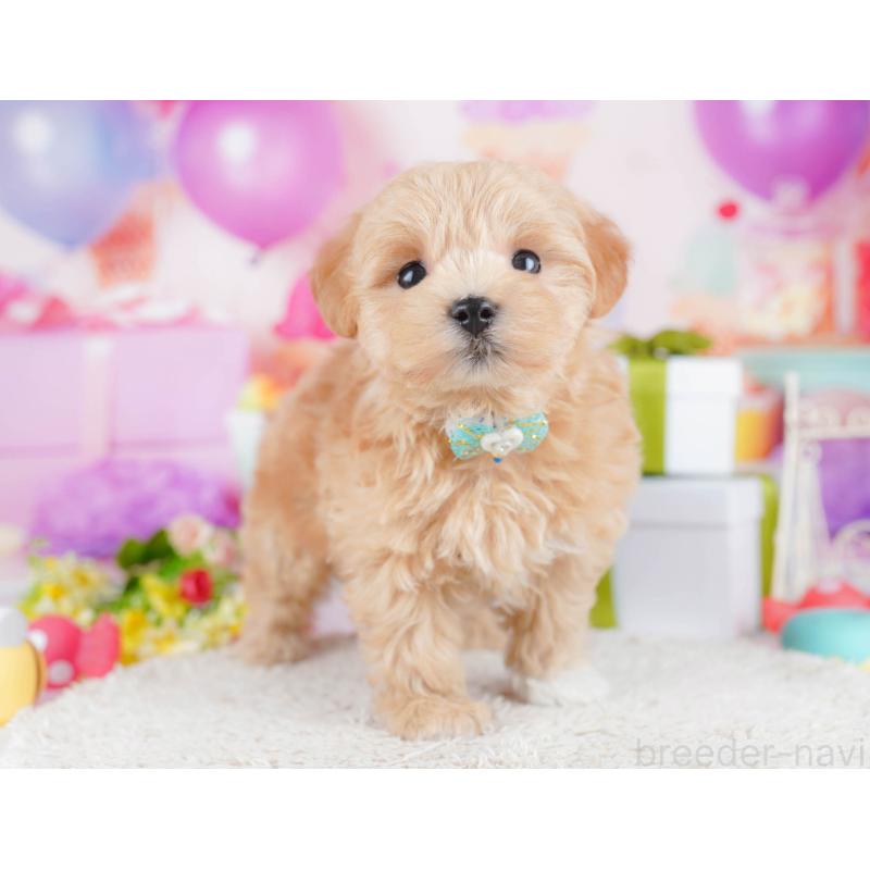 販売中の千葉県のマルプー:マルチーズ×トイプードル-434670の1枚目