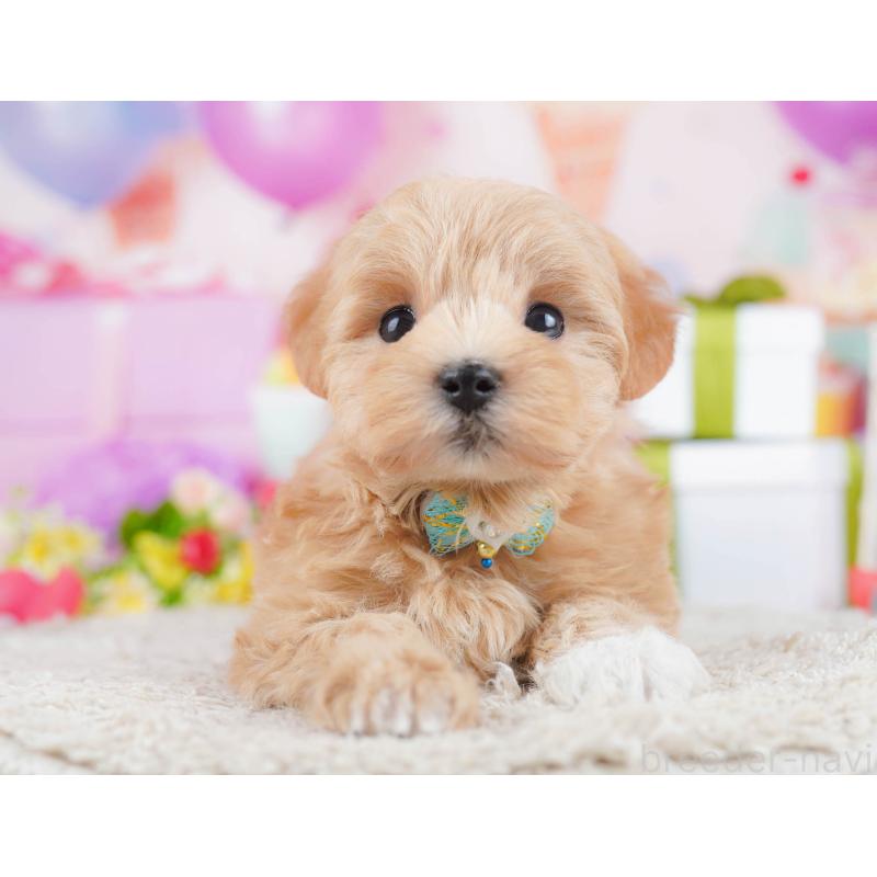 販売中の千葉県のマルプー:マルチーズ×トイプードル-434670の11枚目