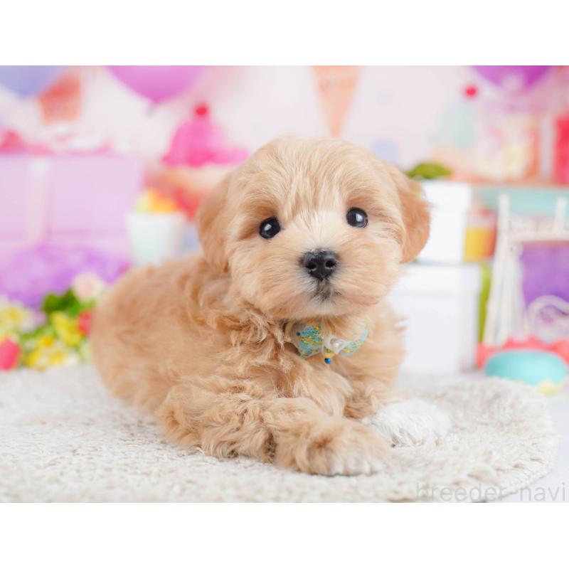 販売中の千葉県のマルプー:マルチーズ×トイプードル-434670の10枚目