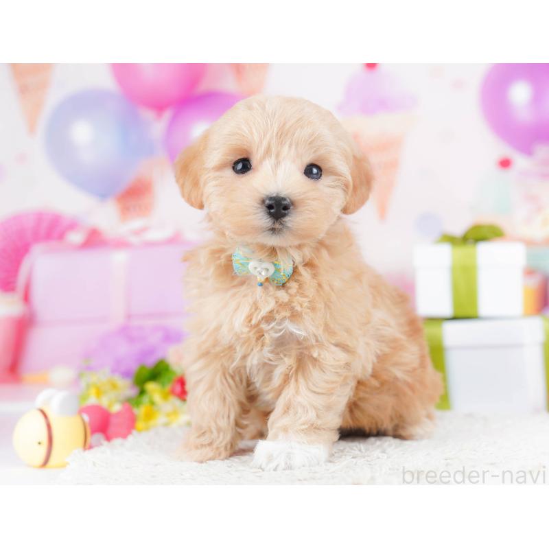 販売中の千葉県のマルプー:マルチーズ×トイプードル-434670の9枚目