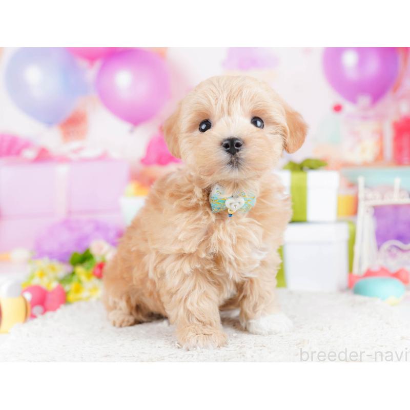 販売中の千葉県のマルプー:マルチーズ×トイプードル-434670の8枚目