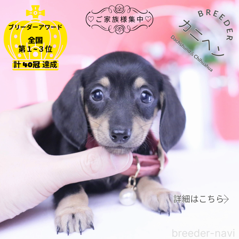 販売中の愛知県のカニンヘンダックスフンド(スムースヘアード)-432069