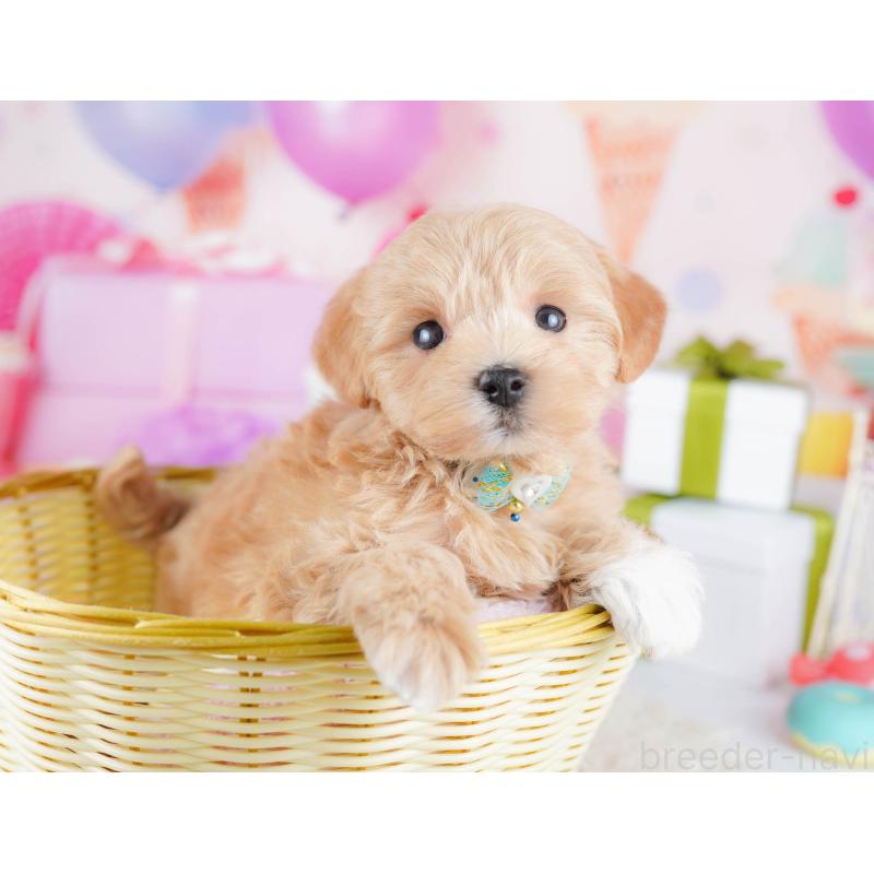 販売中の千葉県のマルプー:マルチーズ×トイプードル-434670の7枚目