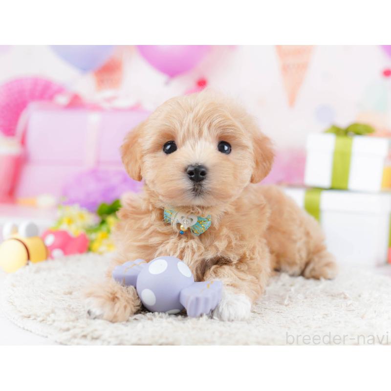 販売中の千葉県のマルプー:マルチーズ×トイプードル-434670の6枚目