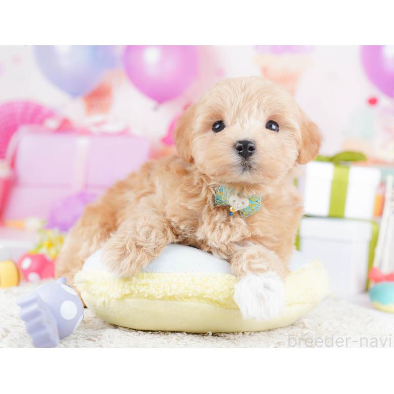 販売中の千葉県のマルプー:マルチーズ×トイプードル-434670の5枚目