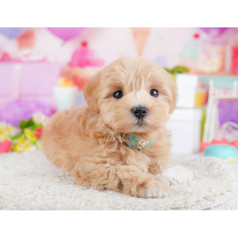 販売中の千葉県のマルプー:マルチーズ×トイプードル-434670の4枚目