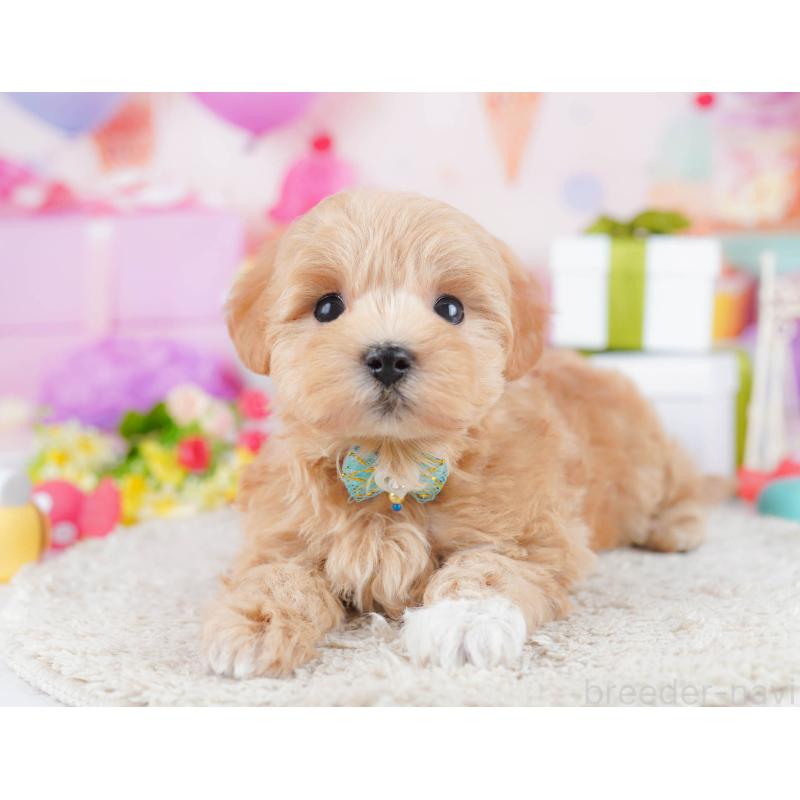 販売中の千葉県のマルプー:マルチーズ×トイプードル-434670の3枚目