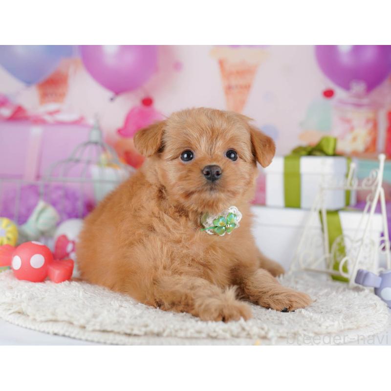 販売中の千葉県のポメプー:ポメラニアン×トイプードル-434671の8枚目