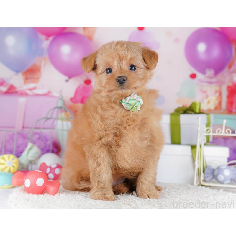 販売中の千葉県のポメプー:ポメラニアン×トイプードル-434671の5枚目