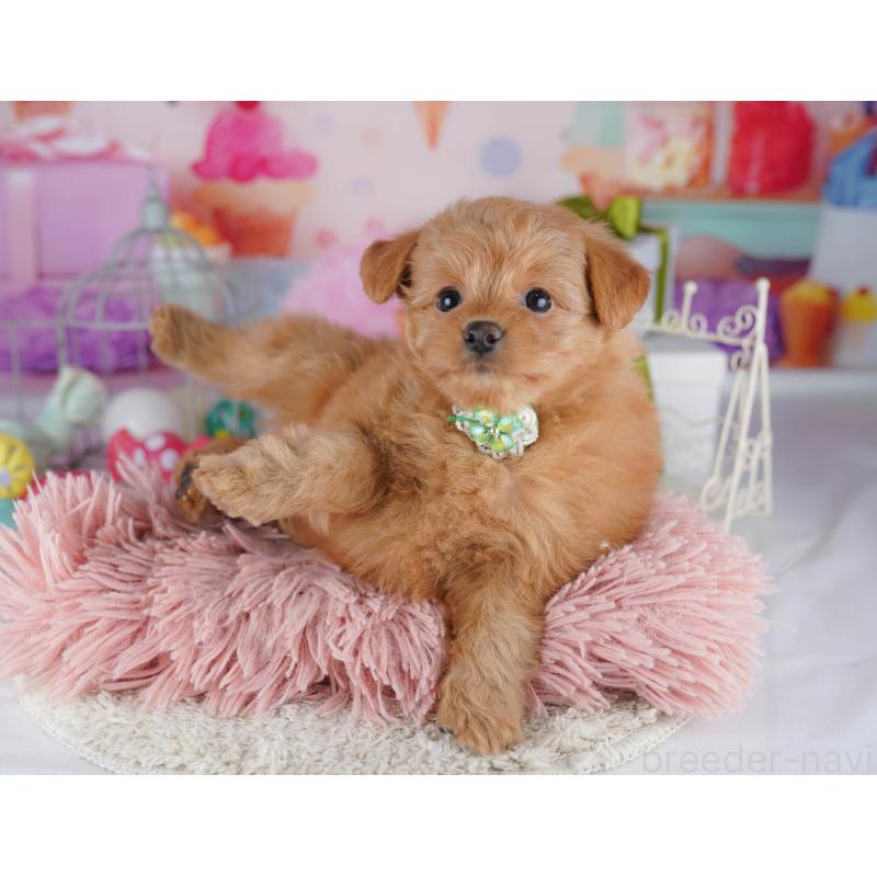 販売中の千葉県のポメプー:ポメラニアン×トイプードル-434671の4枚目