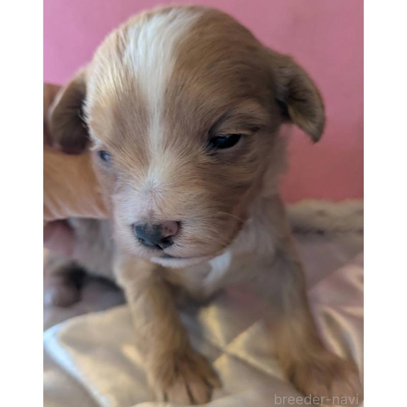 販売中の埼玉県のマルプー:マルチーズ×トイプードル-434620の7枚目