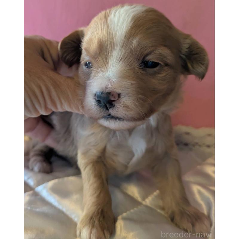 販売中の埼玉県のマルプー:マルチーズ×トイプードル-434620の6枚目