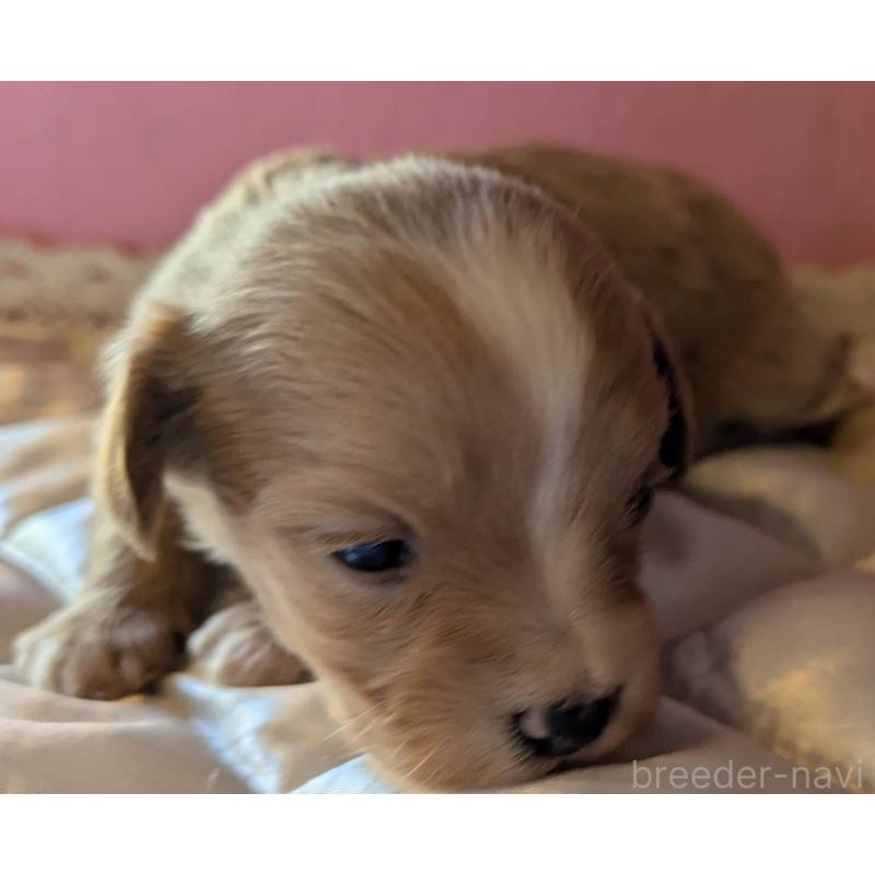 販売中の埼玉県のマルプー:マルチーズ×トイプードル-434620の4枚目