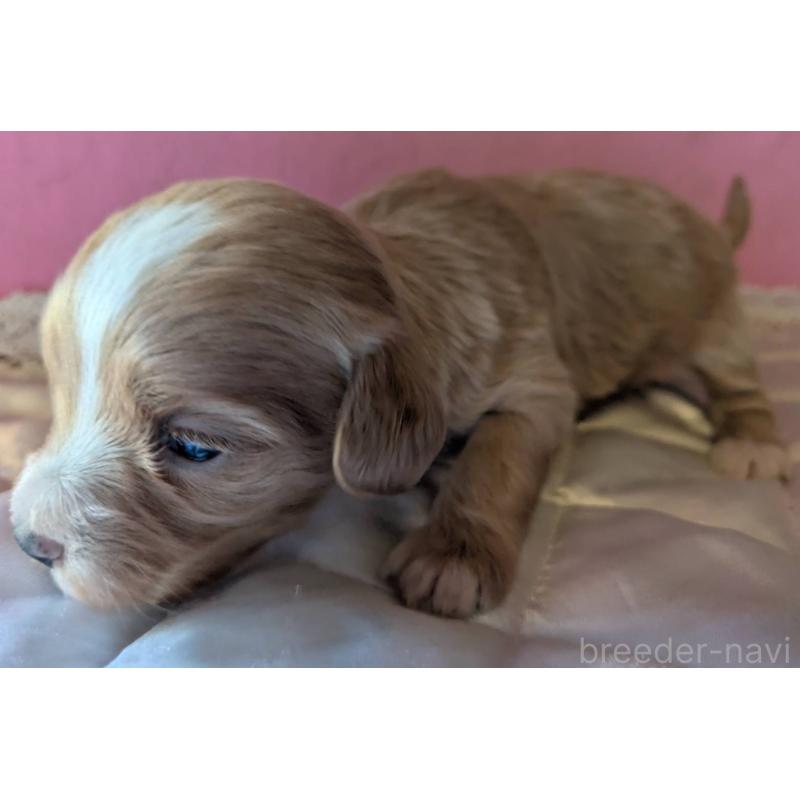 販売中の埼玉県のマルプー:マルチーズ×トイプードル-434620の2枚目