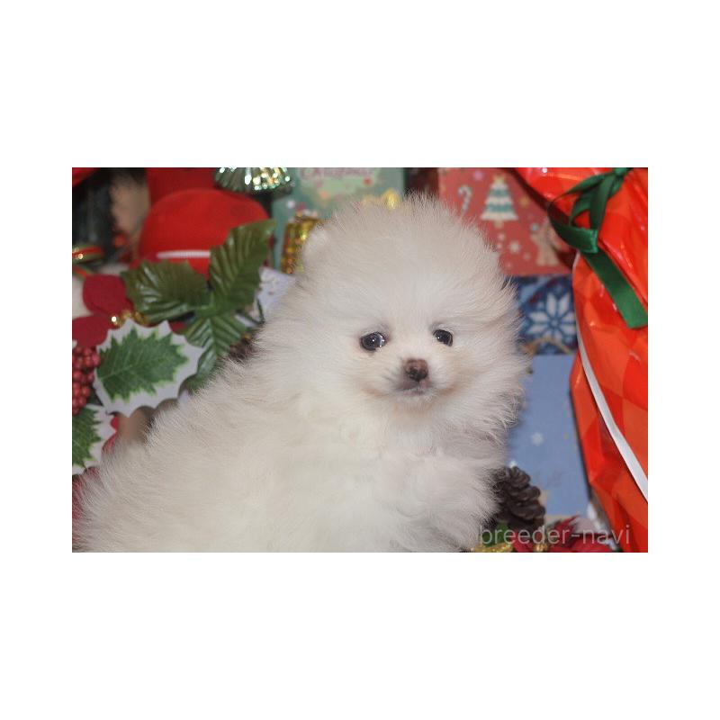 販売中の鹿児島県のポメラニアン-434619の5枚目