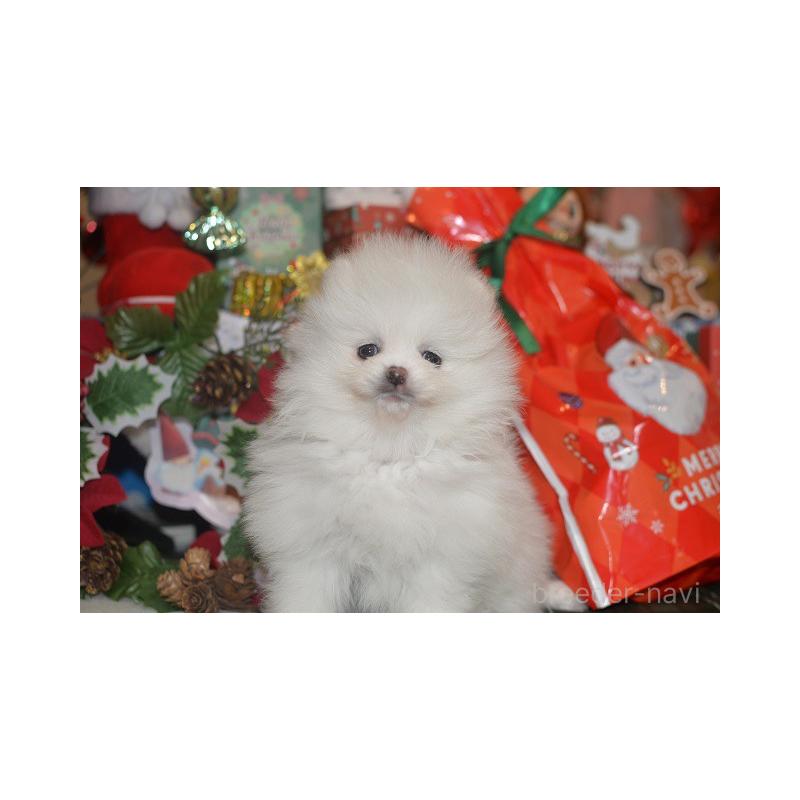 販売中の鹿児島県のポメラニアン-434619の4枚目