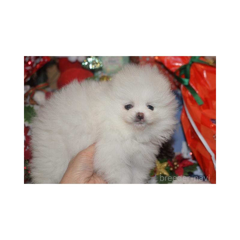 販売中の鹿児島県のポメラニアン-434619の2枚目