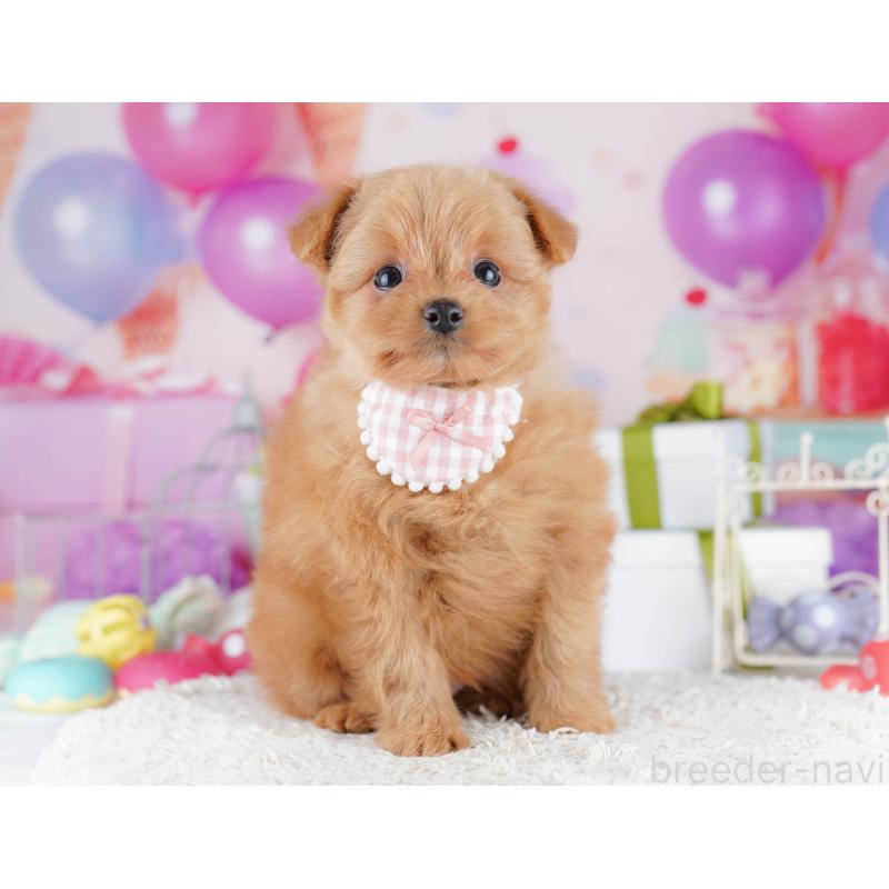 販売中の千葉県のポメプー:ポメラニアン×トイプードル-434673の1枚目