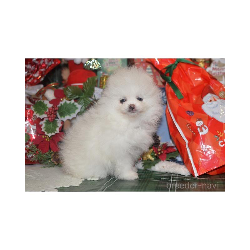 販売中の鹿児島県のポメラニアン-434619の3枚目