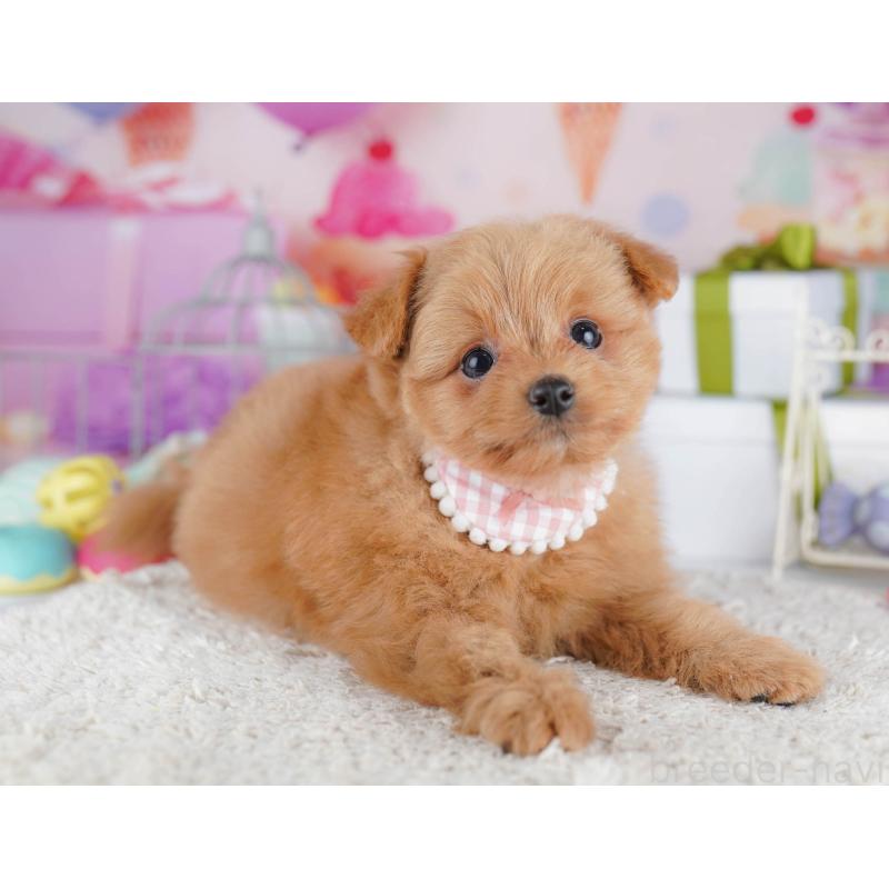 販売中の千葉県のポメプー:ポメラニアン×トイプードル-434673の11枚目