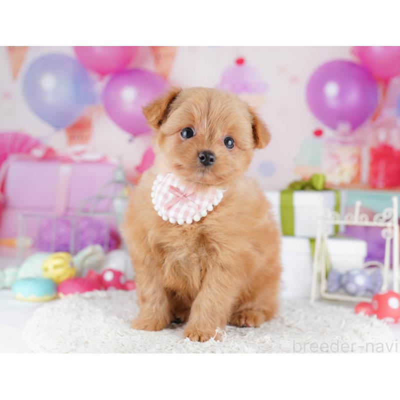 販売中の千葉県のポメプー:ポメラニアン×トイプードル-434673の10枚目