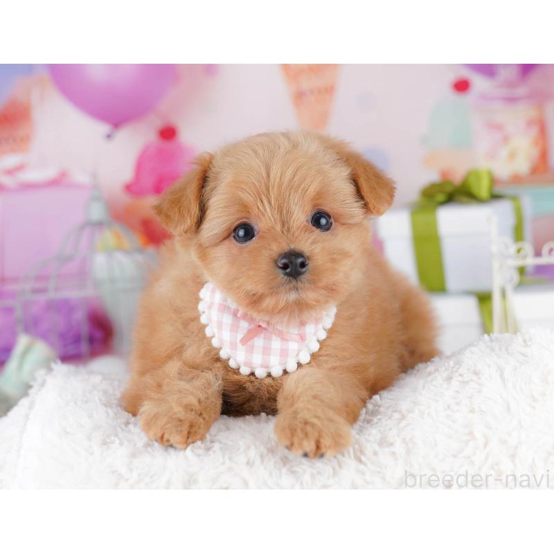 販売中の千葉県のポメプー:ポメラニアン×トイプードル-434673の9枚目