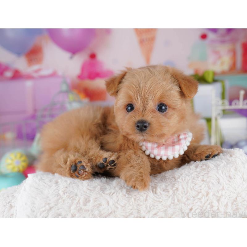 販売中の千葉県のポメプー:ポメラニアン×トイプードル-434673の8枚目