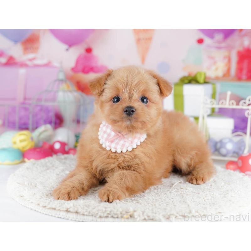 販売中の千葉県のポメプー:ポメラニアン×トイプードル-434673の7枚目