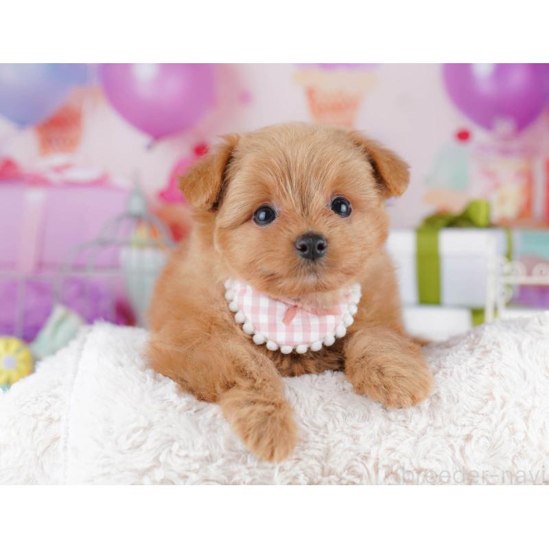 販売中の千葉県のポメプー:ポメラニアン×トイプードル-434673の6枚目