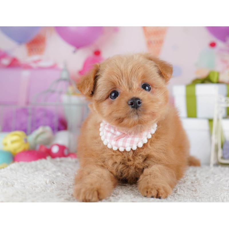 販売中の千葉県のポメプー:ポメラニアン×トイプードル-434673の5枚目